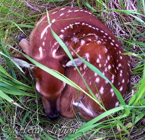 FawnintheGrass Water’s Edge & White tail Newborn