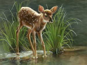 RL1fawnwateredge 300x224 Water’s Edge & White tail Newborn