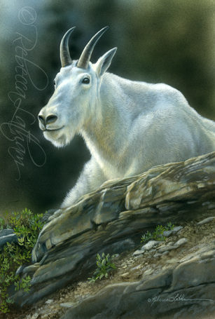 Rocky Edge, watercolor on board, ©Rebecca Latham mountaingoat Rocky Edge Mountain Goat