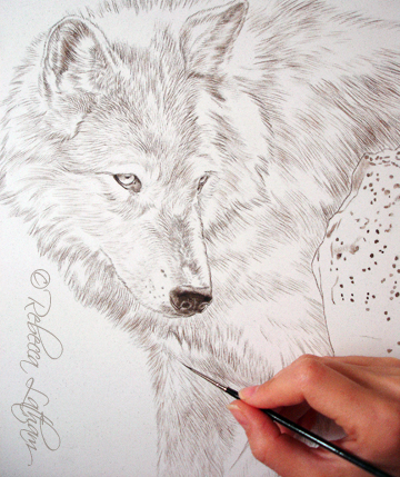 white wolf painting, watercolor on board, Rebecca Latham wwolf1 12x16 white wolf (Sepia)