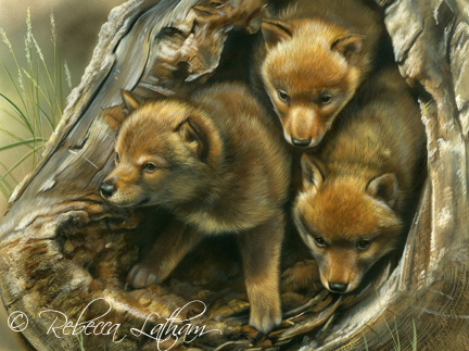 Coyote Pups ©RebeccaLatham CoyotePupsRebeccaLatham Coyote Puppies