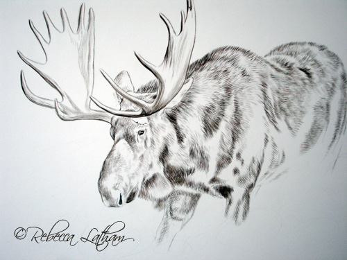 Moose1 Bull Moose (sepia) 9x12