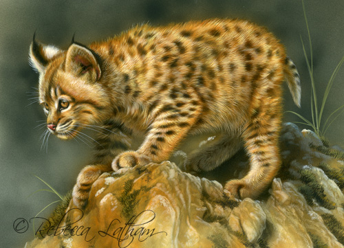 bobcat kitten watercolor, Rebecca Latham bobcatkitten1 Masters in Miniature Opens in Jackson Hole