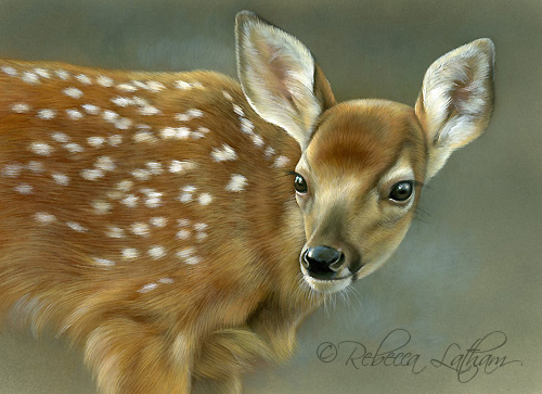 fawnport1 Fawn Portrait