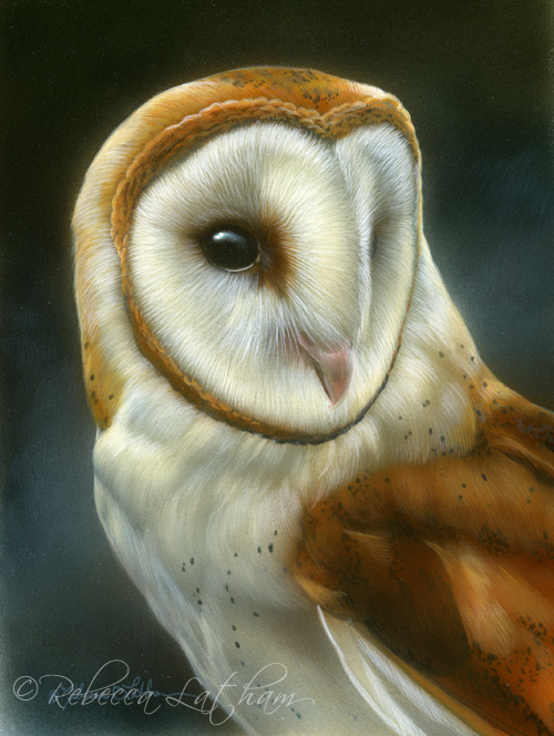 Barn Owl, 4.75in x 3.25in, watercolor on board, ©Rebecca Latham RL barn owl Barn Owl Finished Work