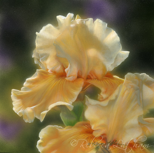 Peaches & Creme - Iris, 4.75in x 4.625in, watercolor on board, ©Rebecca Latham RL peaches and creme Peaches & Creme Completed Work