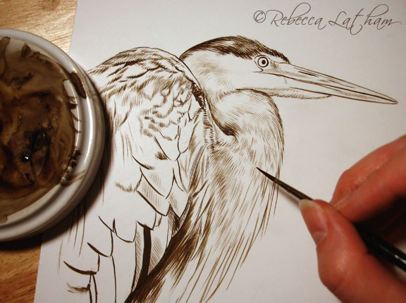 Great Blue Heron (sepia stage, work in progress), 6in x 6in, watercolor on board, ©Rebecca Latham great blue heron sepia Great Blue Heron Sepia
