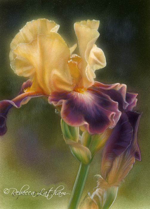 Touch of Plum - Iris, 2.5in x 3.5in, watercolor on board, ©Rebecca Latham RL touch of plum iris008 A Touch of Plum & Treasures in Miniature
