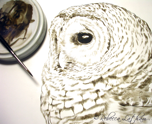 Barred Owl (sepia stage, work in progress) , 7in x 9in, watercolor on board, ©Rebecca Latham barred owl 7x9 RLatham Barred Owl Sepia