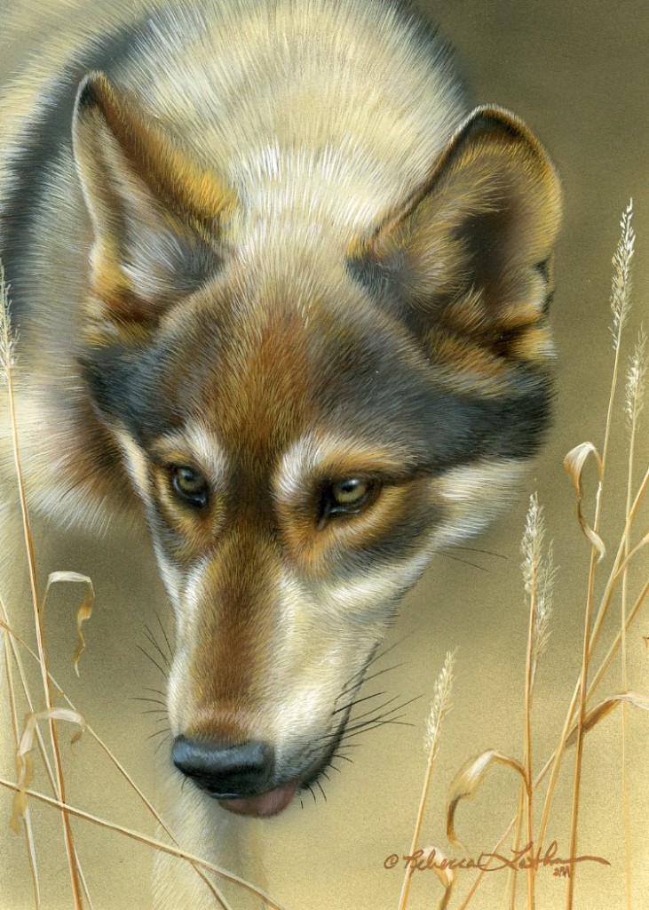 young wolf painting